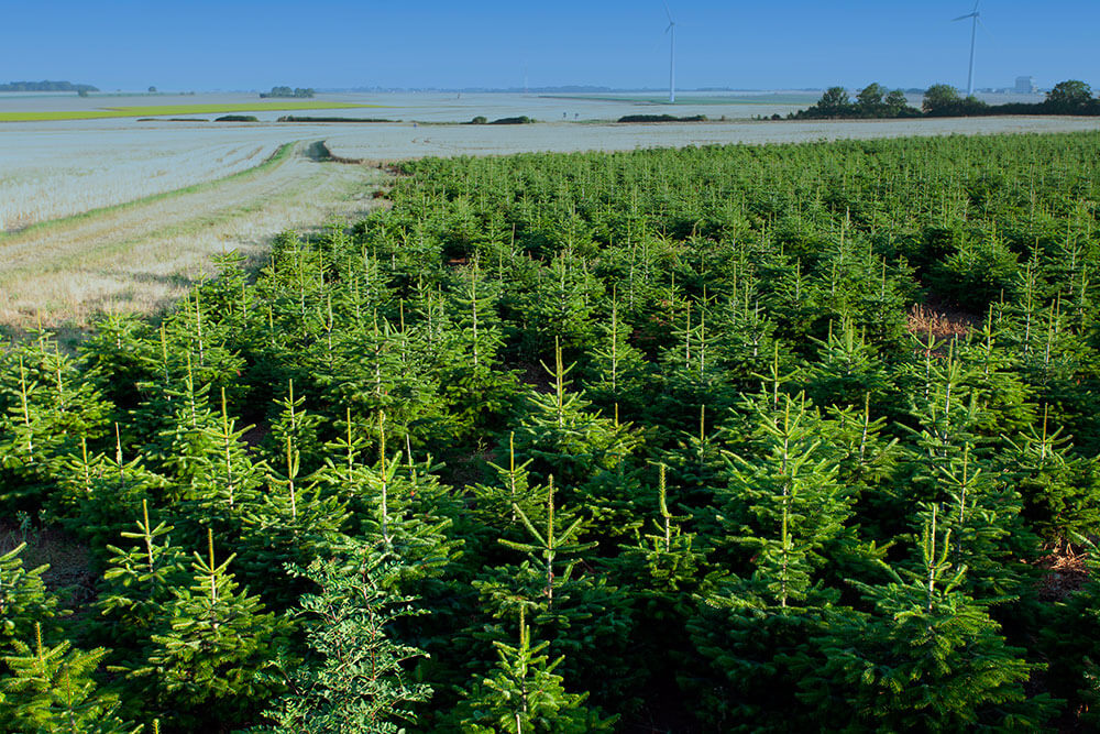 La culture des sapins de noël chez NOEL VERT