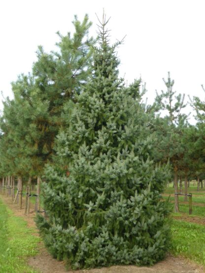 picea omorika